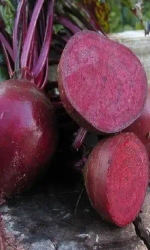 Семена Свекла Конкурс F1 - сахарная 2 гр (Марс) Б/П