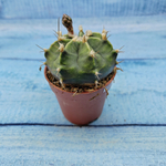 Gymnocalycium Friedrichii (Гимнокалициум)
