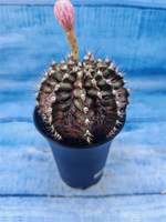 Gymnocalycium T-Rex Pink hybrid (Гимнокалициум T-rex)