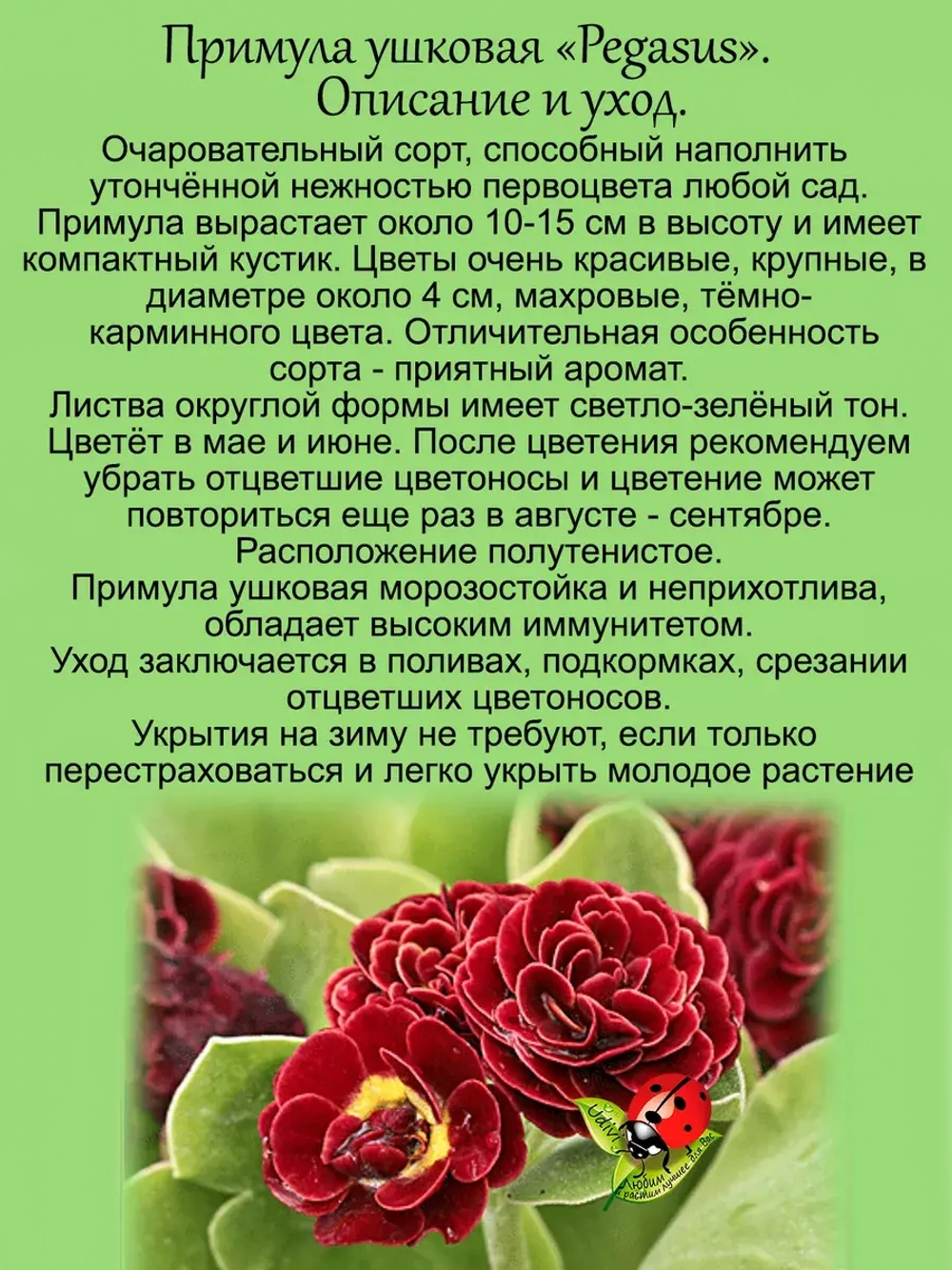 Примула ушковая Пегасус первоцвет