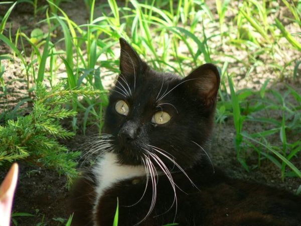 Коты и мы Коты и мы