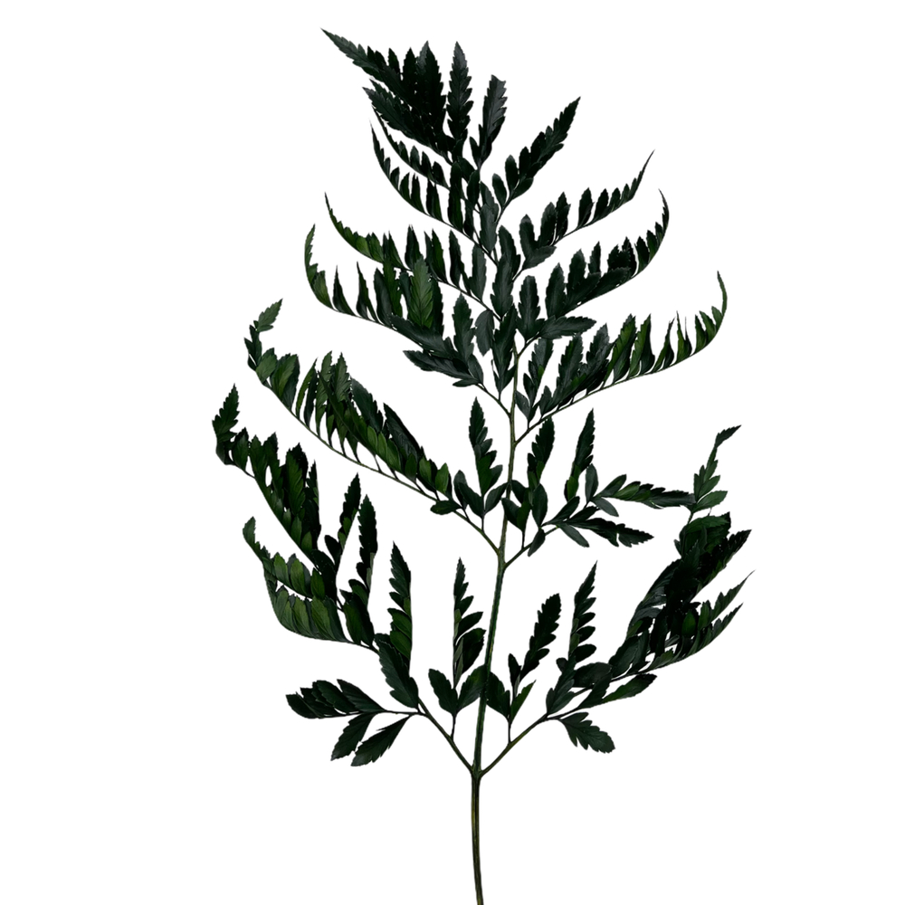 Папоротник зелёный "Rose"