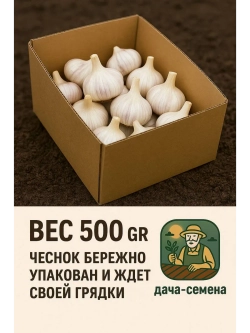 Чеснок яровой Любаша