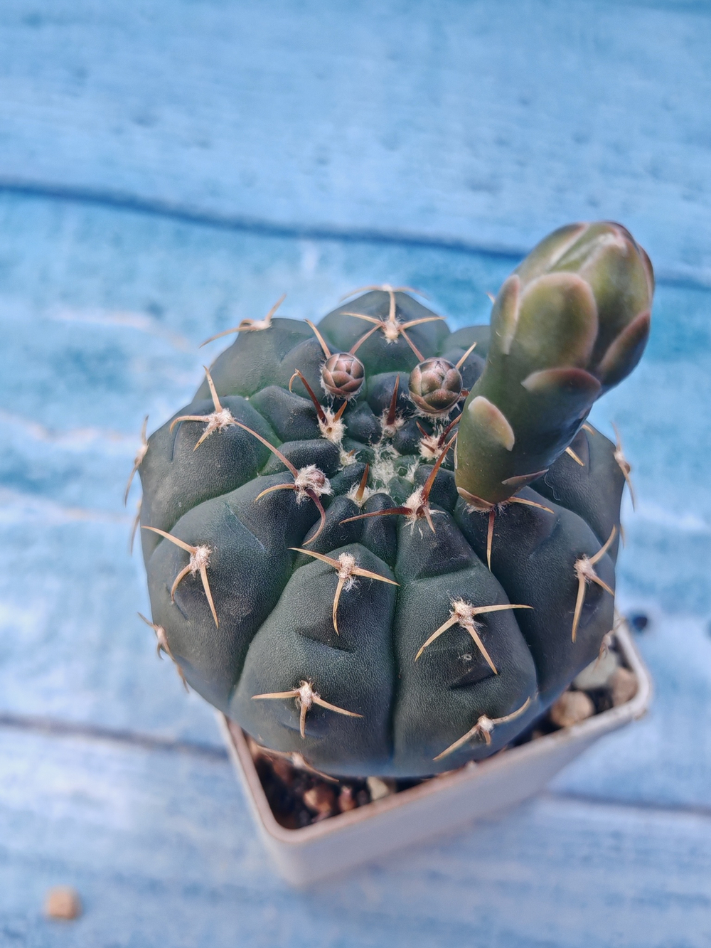 Gymnocalycium Quehlianum (Гимнокалициум)