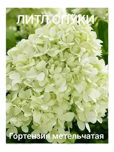Литл Спуки гортензия метельчатая