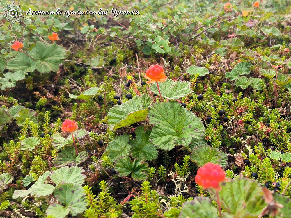 Путешествие на реку Тавайваам