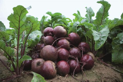 Экшен F1 семена свеклы (Bejo / Бейо)