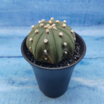 Astrophytum Asterias (Астрофитум)
