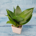 Sansevieria Hahnii Black (Сансевиерия)