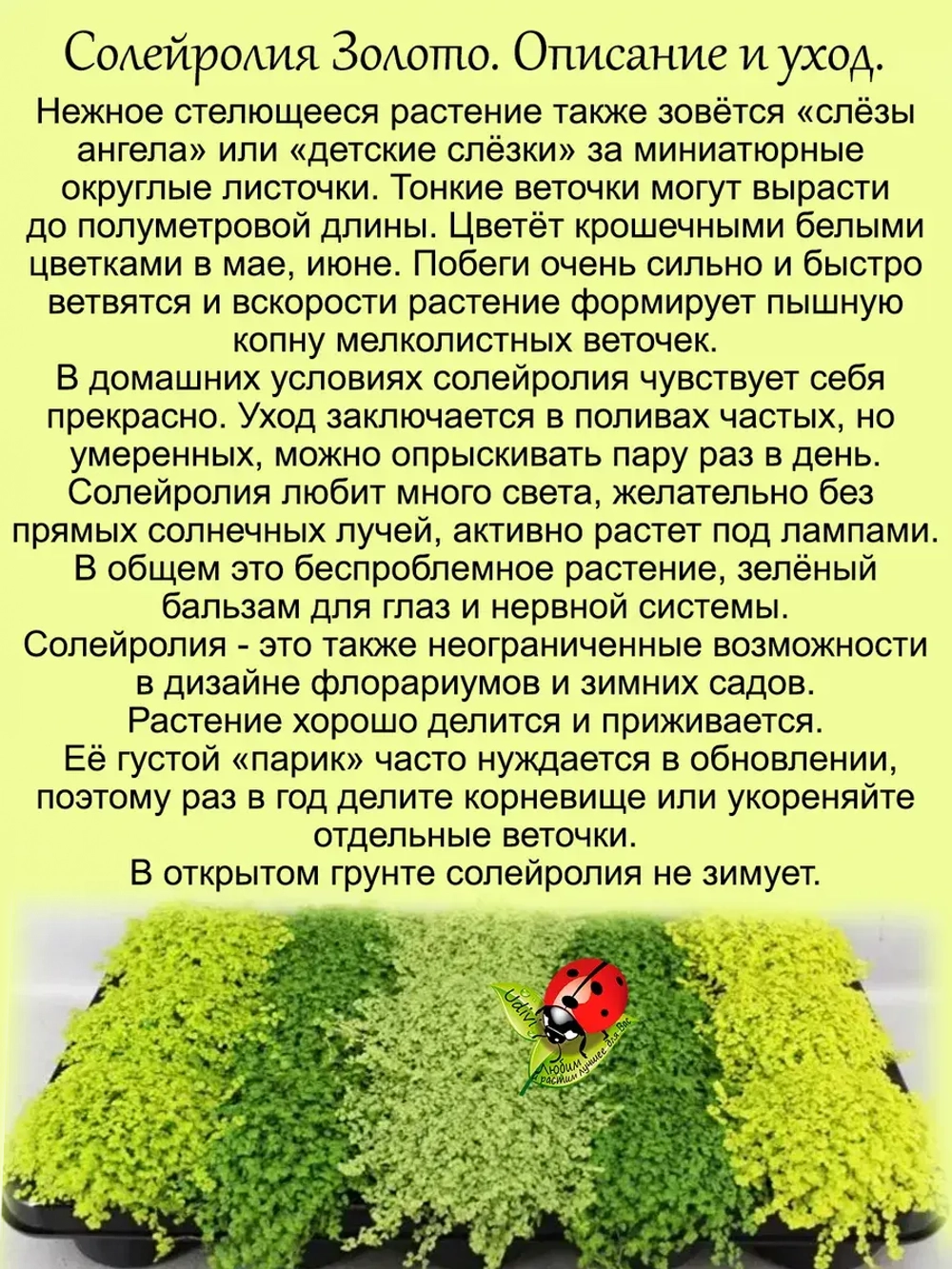Солейролия Золото комнатная ряска