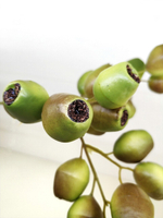 Ягоды эвкалипта