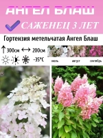 Ангел Блаш гортензия метельчатая