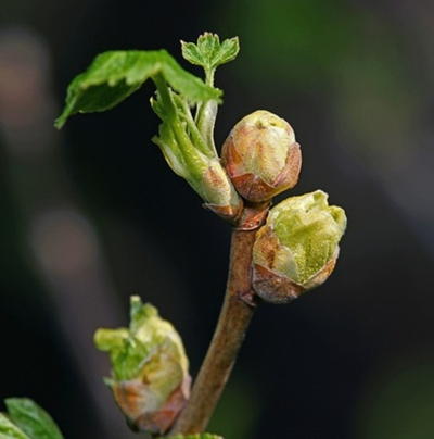 ЧЕРНАЯ СМОРОДИНА S (CASSIS BASE SUPERIOR (family) VENTOS)