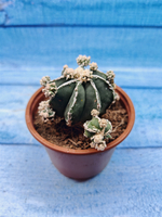 Astrophytum Myriostigma "Hakujo Fukuryu" (Астрофитум)
