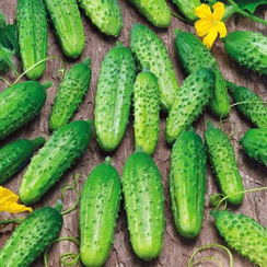 ГЕКТОР F1 семена огурца (Nunhems | Alexagro)