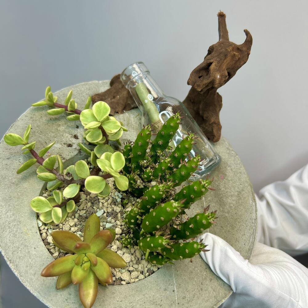 «Забытое послание» композиция из суккулентов в бетоне