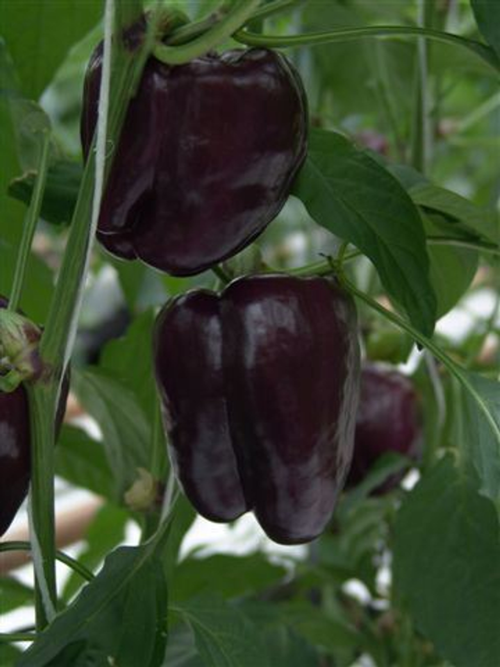 Перец Текила F1 5шт Мировые Семена VITA GREEN