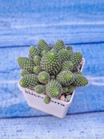 Rebutia Fabrisii (Ребуция)