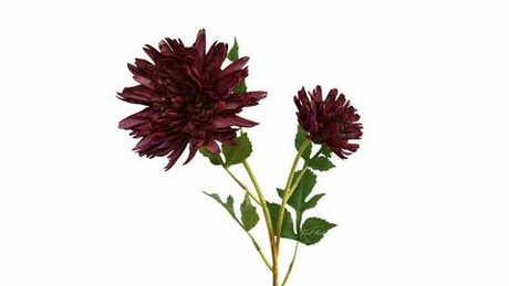 Хризантема Осенняя - Бордо