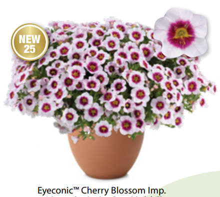 ЕВРО Калибрахоа EyeConic Cherry Blossom ОКС укорененные черенки 15-20 февраля