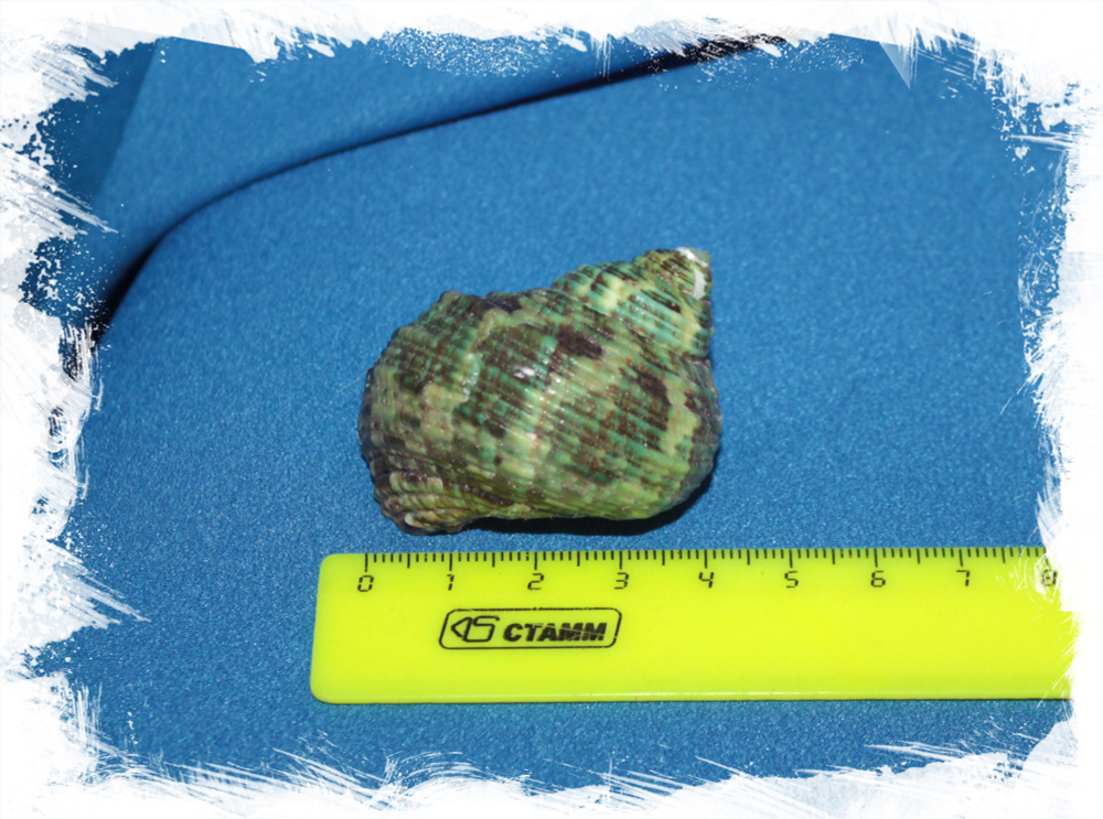 Морская ракушка с оперкулумом Туобо спарвериус, Turbo sparverius