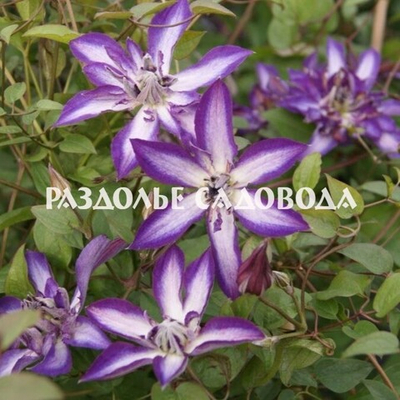 Клематис ботанический Астра Нова