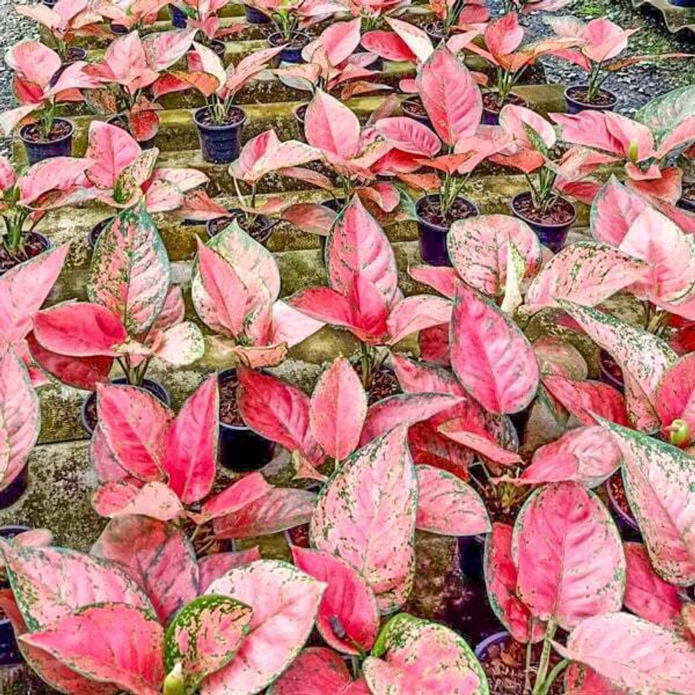 Аглаонема BIG APPLE