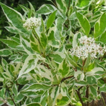 Дерен белый Сибирика С5 60-80