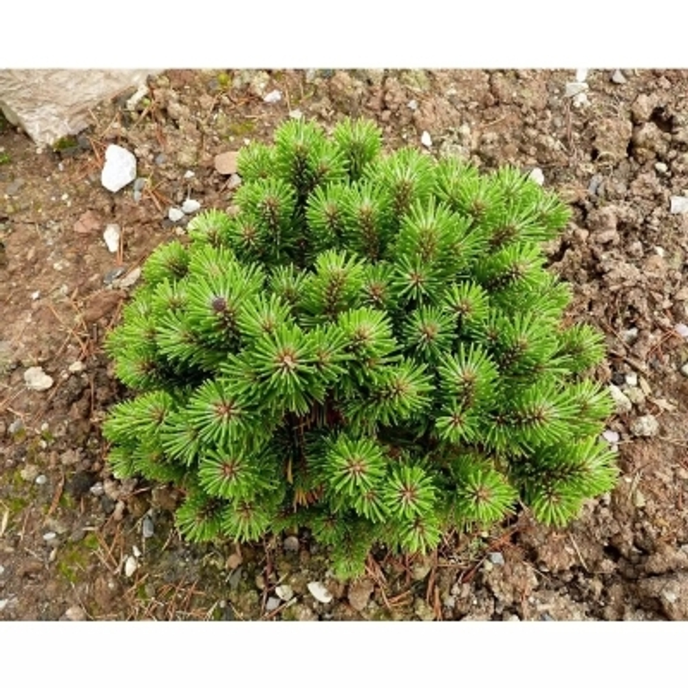 Сосна горная Бенджамин С5 20-30