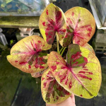 Каладиум THEP JING JANG – TRULY AMAZING