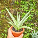 Сансевиерия KASIH VAR