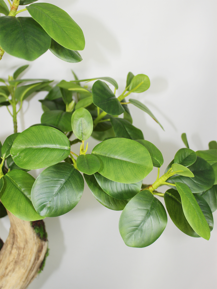 Бонсай Фикус Микрокарпа 60см