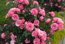 Леонардо Да Винчи (Leonardo Da Vinci)