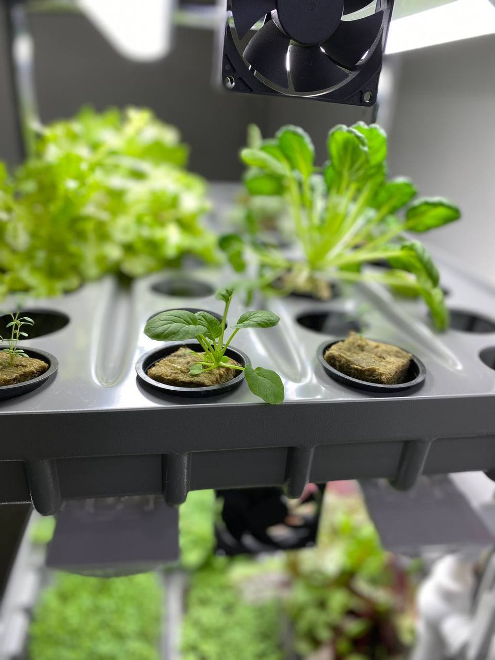 Домашняя гидропонная установка HydroBoss Mini