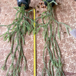 Хуперция H.CARINATA BLUE 6" (H91)