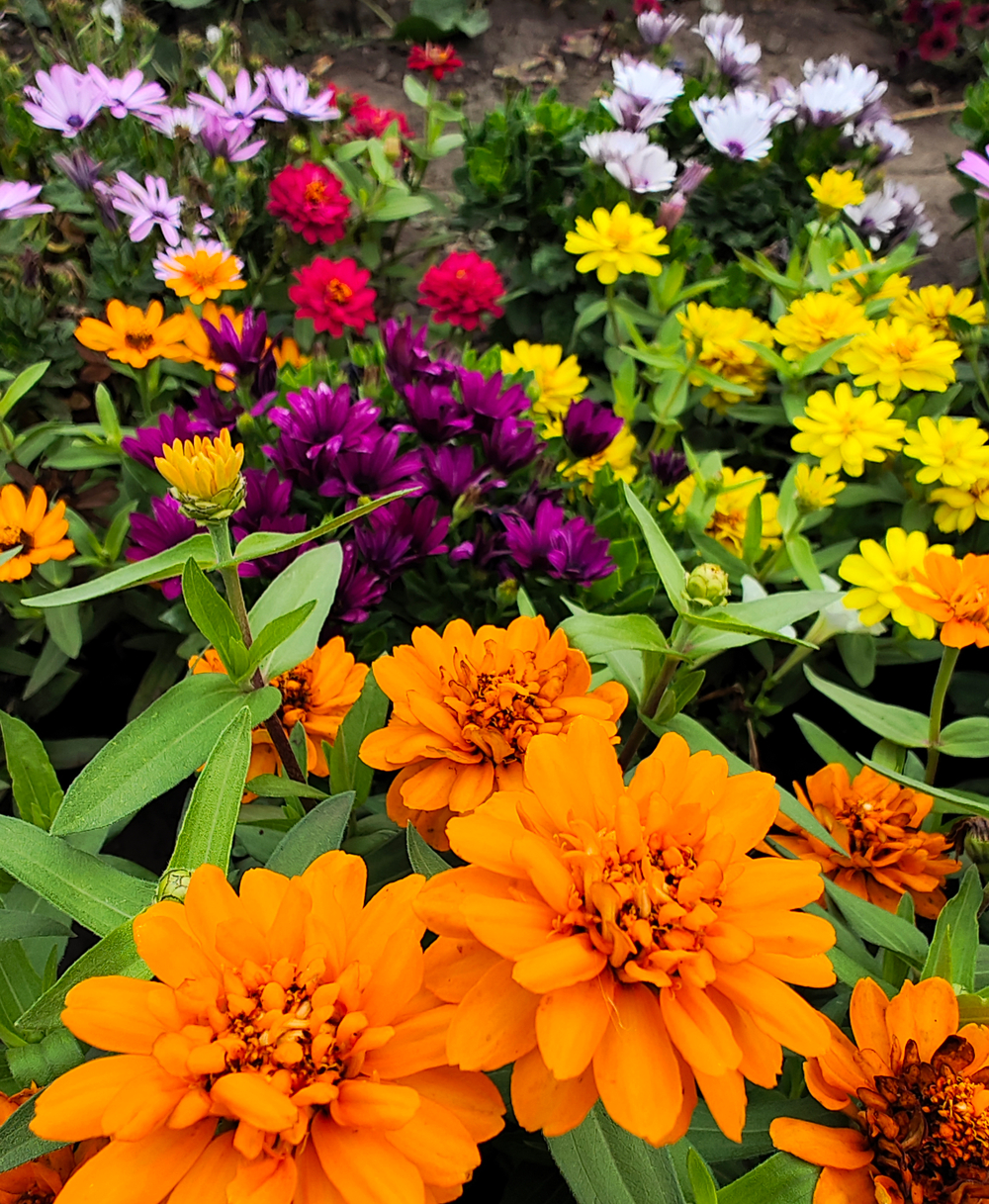 Цинния Профьюжен Fire