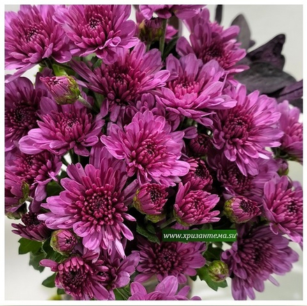 Хризантема мультифлора Bransound Purple м. 179(отгрузка май 2025г)