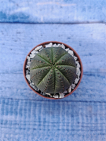 Суккулент Euphorbia Obesa (Эуфорбия)