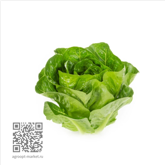 Ралстон_семена_салата_ромэн_Rijk_Zwaan_оптом – фото 1