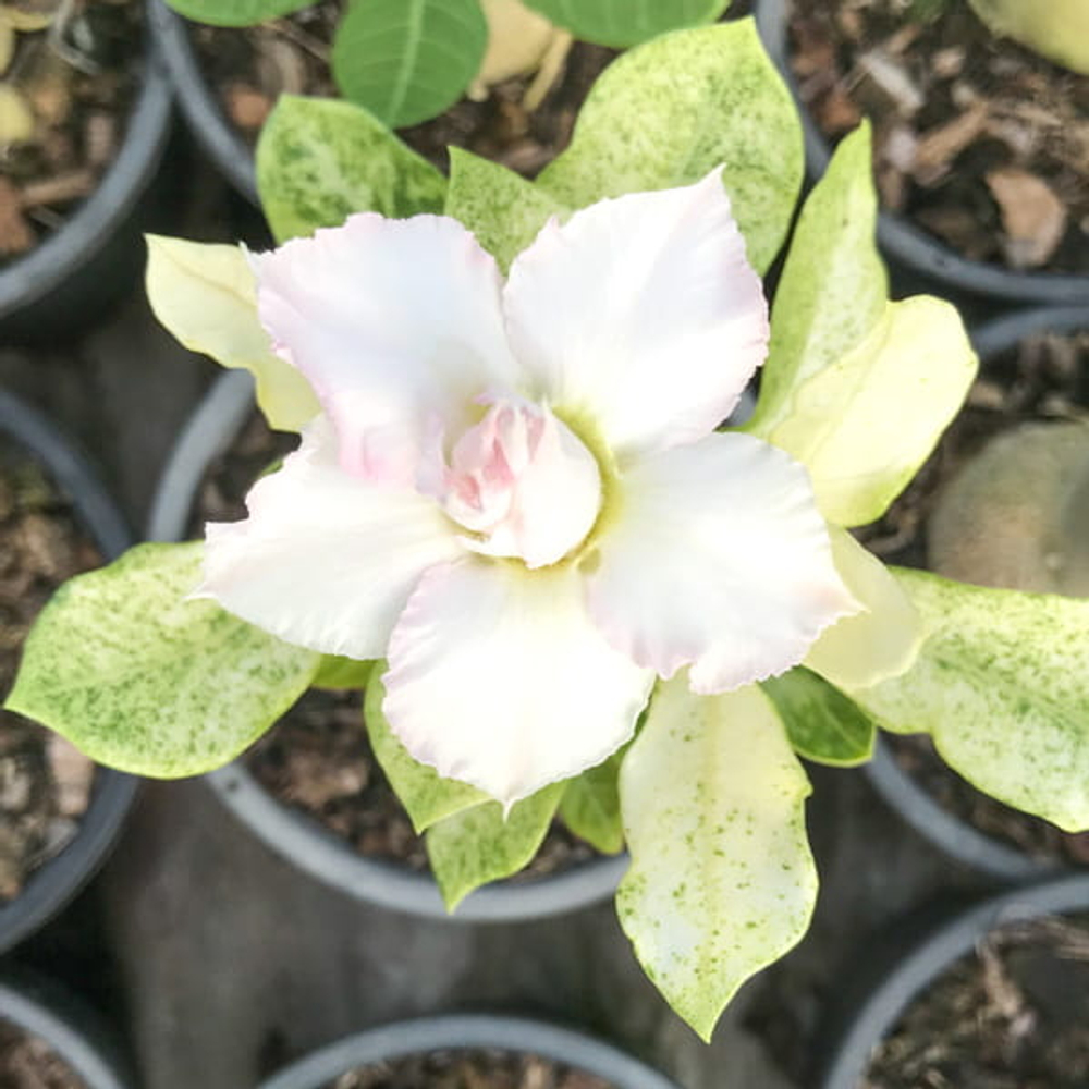 Адениум вариегатный FROZEN