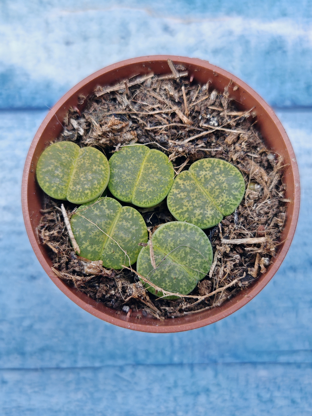 Lithops sp. (Литопсы)