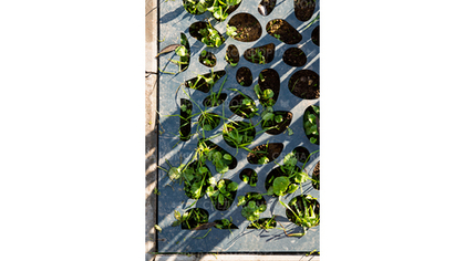 Защита дерева ART0013