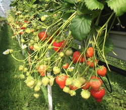 Земляника Альтес ремонтантная