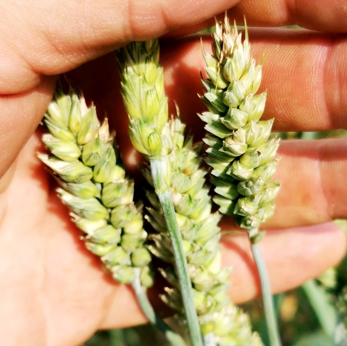 Карликовая Плотноколосая Пшеница - Triticum Compactum