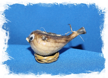 Рыба Попугай 5 - 7 см