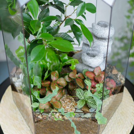 Флорариум с водопадом бонсай Фикус