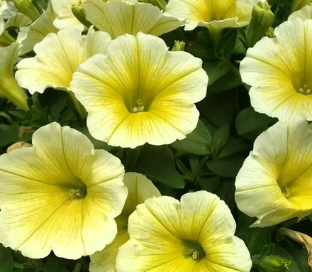 ЕВРО Petunia Tea Yellow укореннный черенок ОКС ФЕВРАЛЬ
