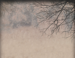 Коллекция VETVE