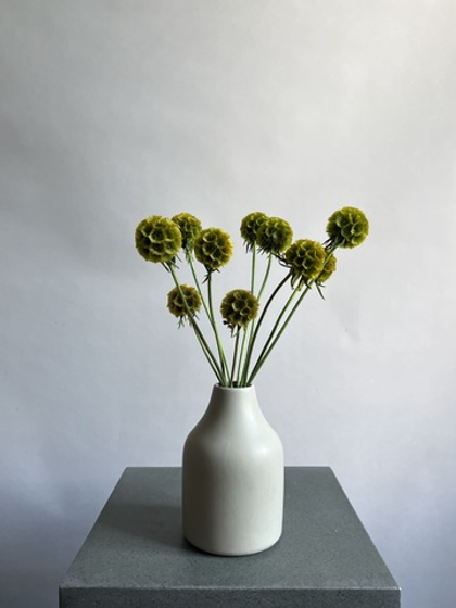 Скабиоза зеленая