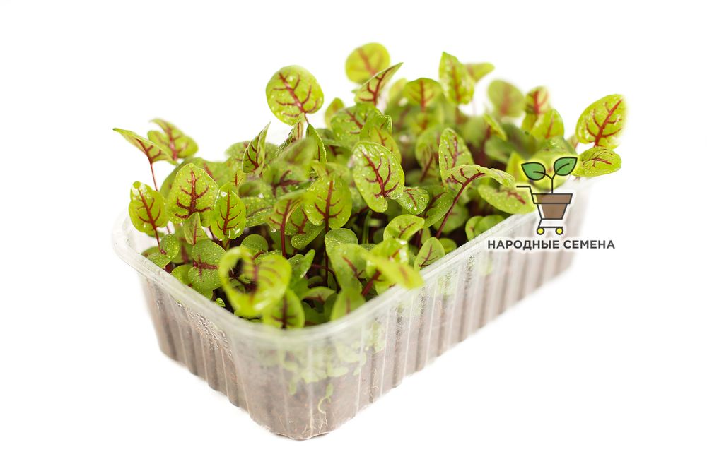 Щавель Кровавая Мэри